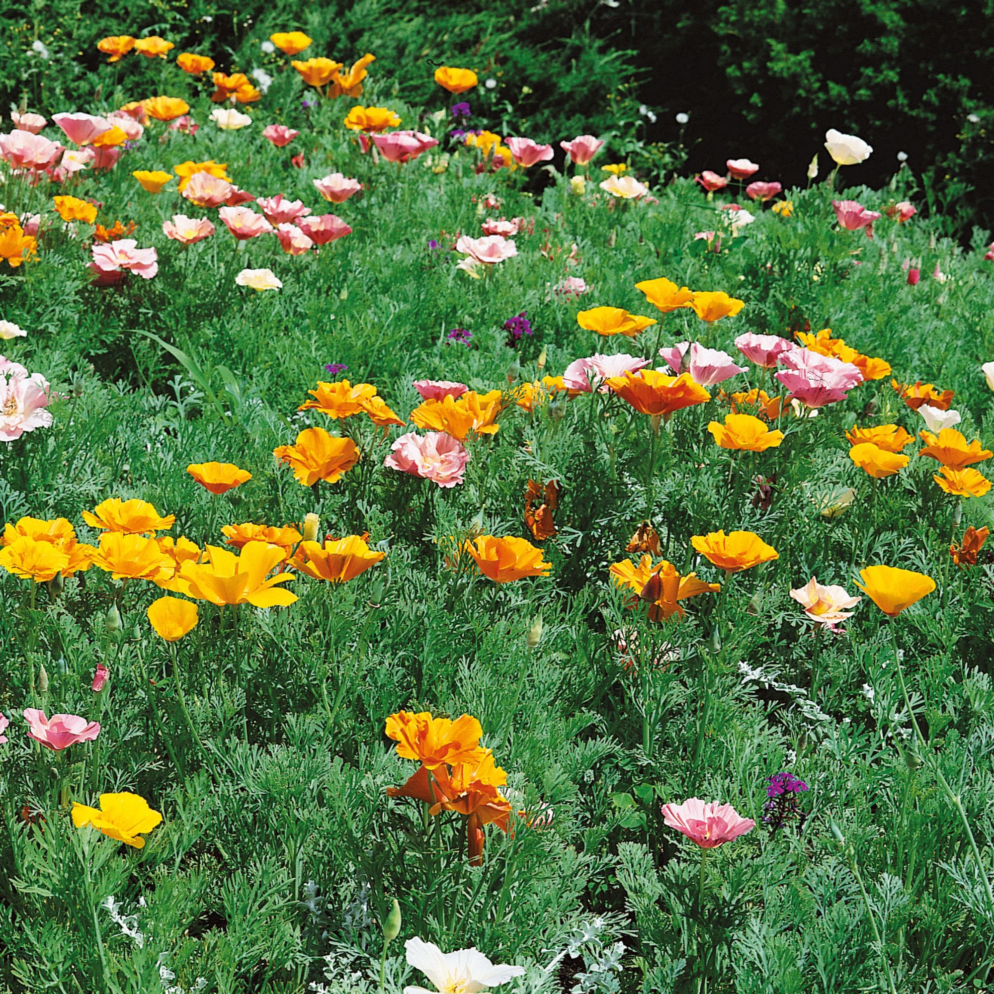 California Poppy Seeds for Planting, Ballerina Mix - 1 Lb ~276,500 Seeds - Bulk, Wholesale - Flower Gardening